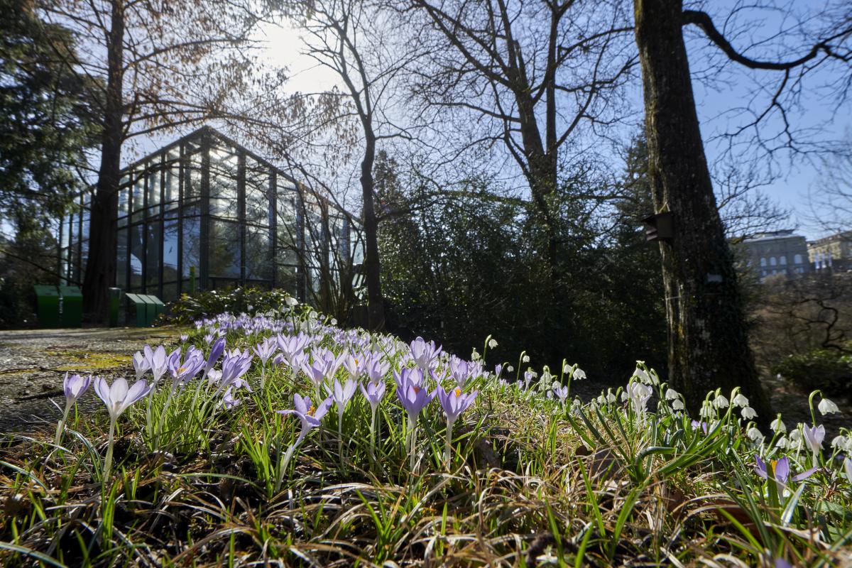 Krokusse im Botanischen Garten